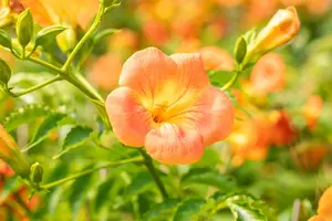 Campsis grandiflora - 200-250 CM C20 - image 4