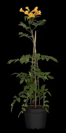 Campsis grandiflora - 100-125 CM C20 3 CANE - image 4