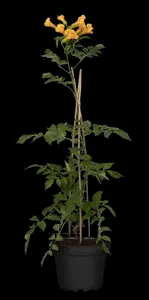 Campsis grandiflora - 100-125 CM C20 3 CANE - image 4