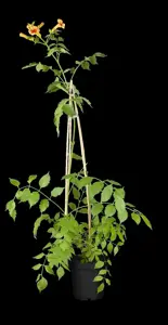 Campsis grandiflora - 100-125 CM C20 3 CANE - image 3