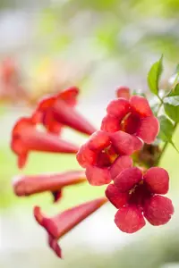 Campsis rad. 'Flamenco' - 2 Ltr, 3 canes - image 3