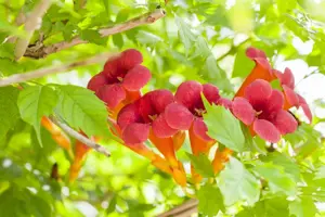 Campsis rad. 'Flamenco'