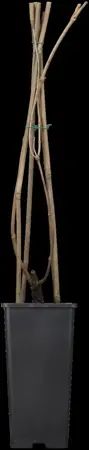 Campsis rad. 'Flava' - 2 Ltr, 3 canes - image 2