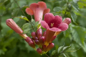 Campsis rad. 'Stromboli'