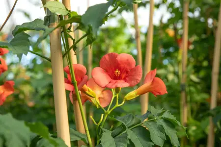 Campsis rad. 'Stromboli' - 80-100 CM C5 STOK - image 2