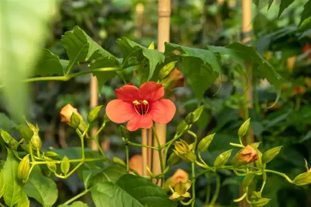 Campsis rad. 'Stromboli' - 80-100 CM C5 STOK - image 3