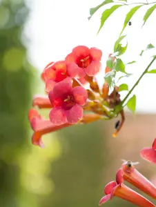 Campsis radicans - 2 Ltr, 3 canes - image 5