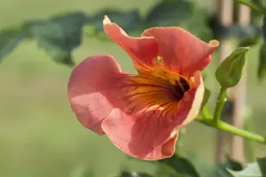 Campsis radicans