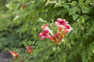 Campsis radicans - 2 Ltr, 3 canes - image 2