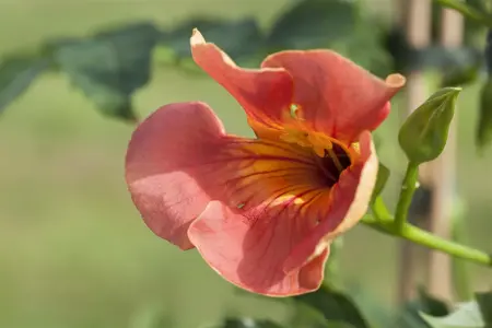Campsis radicans - P9 + cane - image 1
