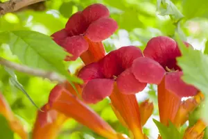 Campsis radicans - P9 + cane - image 3
