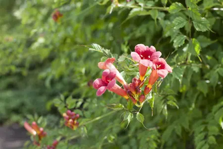 Campsis radicans - 150-175 CM C5 - image 2