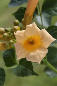 Campsis tag. 'Summer Jazz ? Gold'