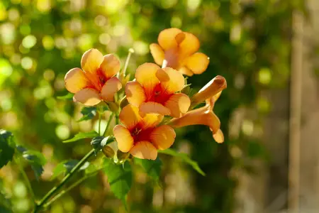 Campsis tagl. 'Indian Summer' - 125-150  CM C7.5 - image 1