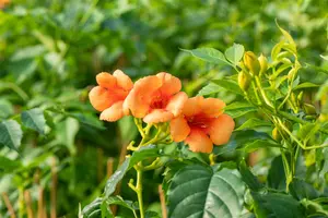 Campsis tagl. 'Indian Summer' - 2 Ltr, 3 canes