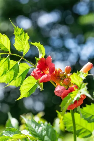 Campsis tagliab. 'Fire Trumpet Vine' - 80 CM STEM C10 - image 3