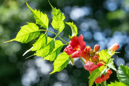 Campsis tagliab. 'Fire Trumpet Vine' - 80 CM STEM C10 - image 2