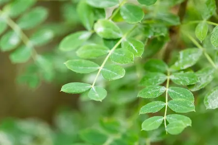 Caragana arborescens - 80-100 CM C10 - image 3