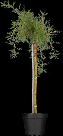 Caragana arborescens - 40-60 CM C2 - image 1