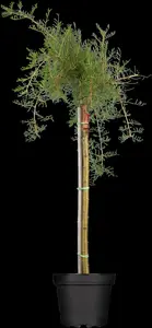 Caragana arborescens