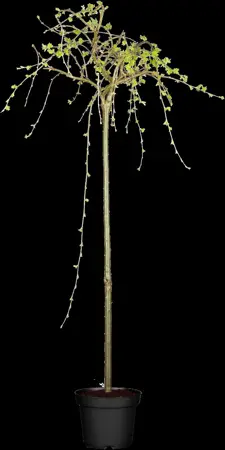 Caragana arborescens - 60-80 CM C2 - image 2