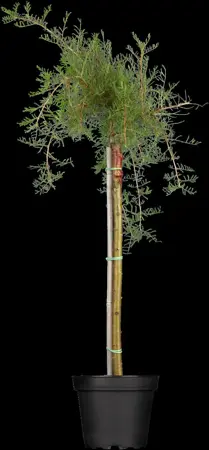 Caragana arborescens 'Pendula' - 80 CM STEM 7.5 L