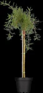 Caragana arborescens 'Pendula'