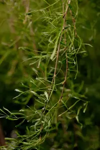 Caragana arborescens 'Walker'
