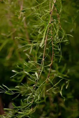 Caragana arborescens 'Walker' - 120 CM STEM C10 - image 1