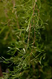 Caragana arborescens 'Walker' - 120 CM STEM C10 - image 1