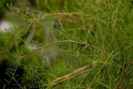Caragana arborescens 'Walker' - 120 CM STEM C10 - image 2