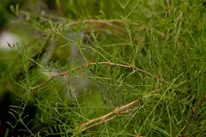 Caragana arborescens 'Walker' - 120 CM STEM C10 - image 2