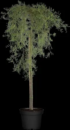 Caragana arborescens 'Walker' - 80 CM STEM 7.5 L - image 3