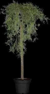 Caragana arborescens 'Walker' - 80 CM STEM 7.5 L - image 3