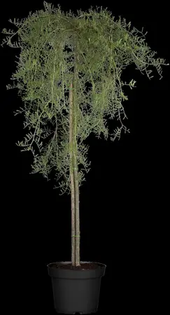 Caragana arborescens 'Walker' - 120 CM STEM C7.5 - image 3