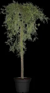 Caragana arborescens 'Walker' - 120 CM STEM C7.5 - image 3