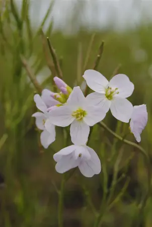 Cardamine pratensis - P9 - image 1