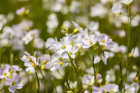 Cardamine pratensis - 2 Ltr pot - image 2