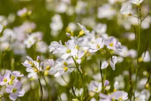 Cardamine pratensis - 2 Ltr pot - image 2