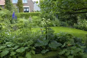 Cardiocrinum giganteum