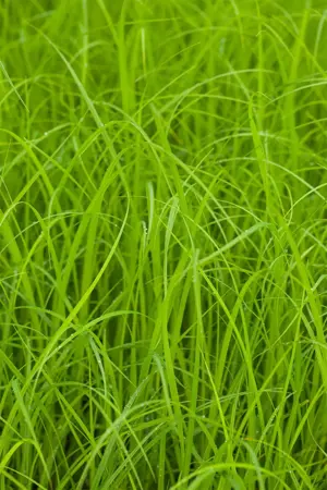 Carex acuta - P9 - image 2