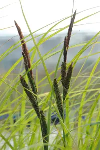 Carex acuta
