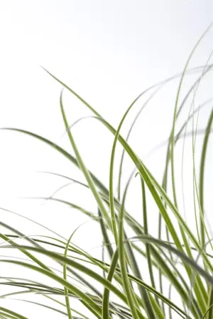 Carex brunnea - 2 Ltr pot - image 4