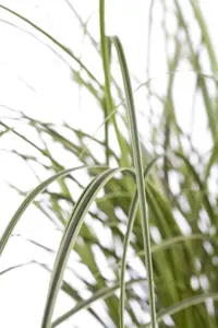 Carex brunnea - 2 Ltr pot - image 5