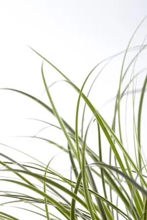 Carex brunnea - P9 - image 4