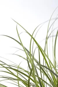 Carex brunnea - P9 - image 4