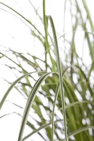Carex brunnea - P9 - image 5