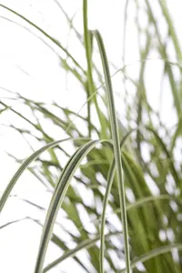 Carex brunnea - P9 - image 5