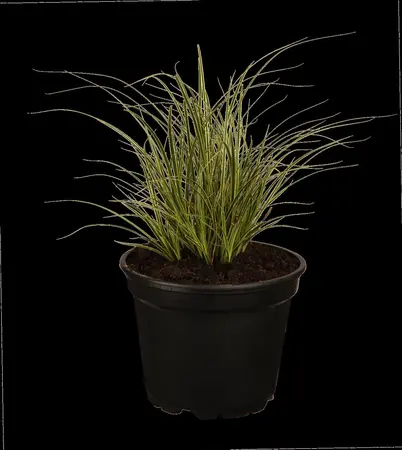 Carex brunnea - P9 - image 3