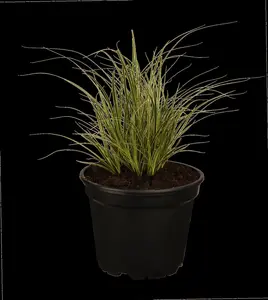Carex brunnea - P9 - image 3